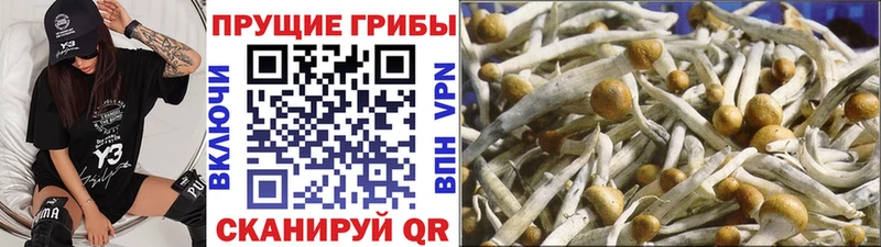 где купить   Выборг  Галлюциногенные грибы прущие грибы 